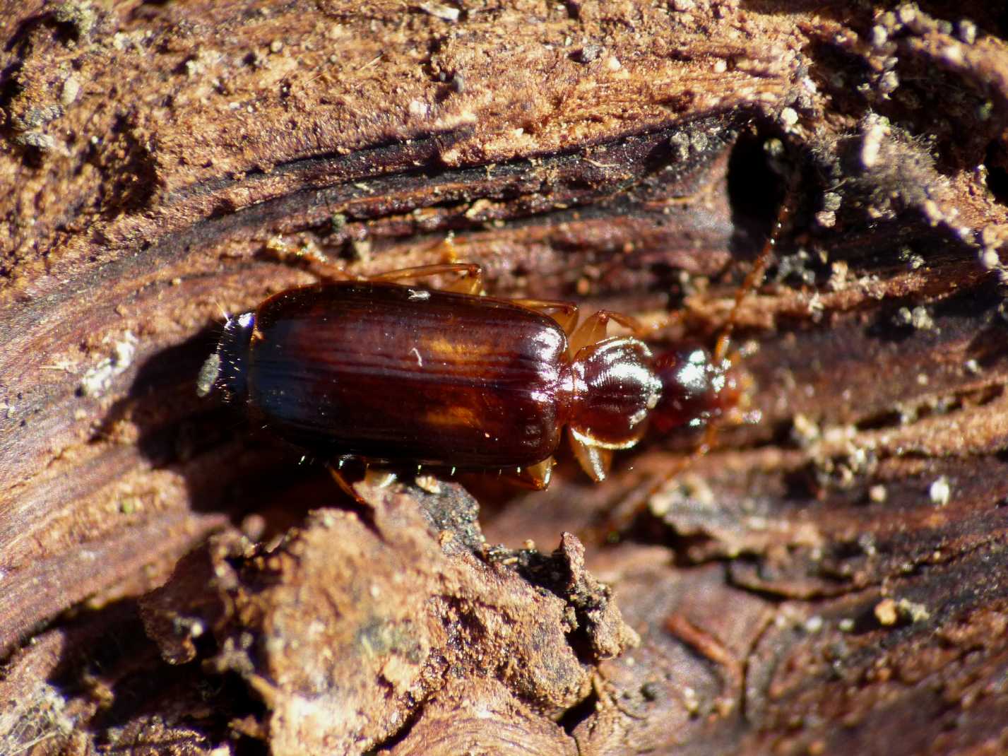 Piccolo carabide da determinare: Dromius meridionalis